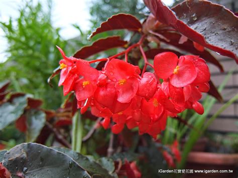 海棠開花|園藝達人栽培術：四季海棠